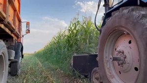 Заготовка кукурузного силоса алматы казахстан  * 2 Кукуруза на силос: заготавливаем по всем правила