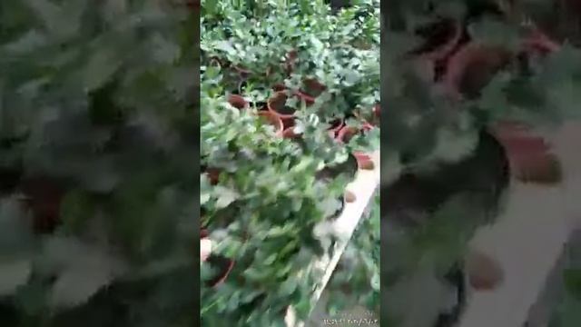 carissa grandiflora смотреть онлайн