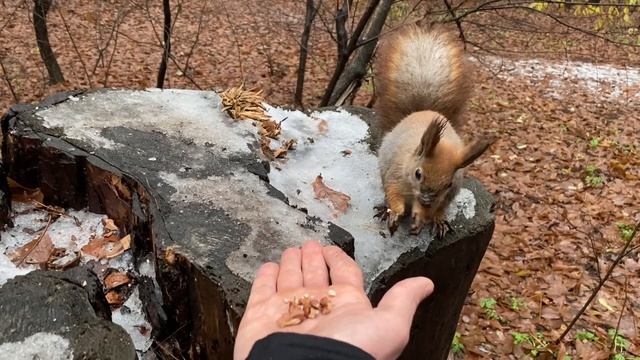 Белочка злится. Конкуренция за орешки) смотреть онлайн
