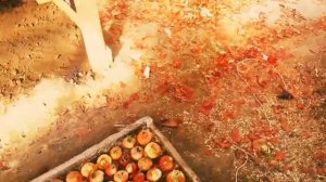 Как чувствует себя лук в морозы при перепадах температур. Выращивание лука на перо зимой в теплице