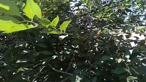 Вареники с вишней, рецепт.