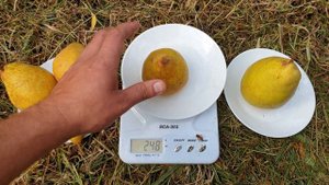 ГРУША КРУПНОПЛОДНАЯ