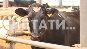 Инновационные ошейники для коров позволяют контролировать удой и самочувствие животных