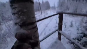 ОХОТА НА ЛОСЯ. Добыли лося за 5 МИНУТ. Только встали на номера и Лось вышел.