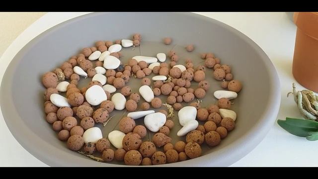 Продаю орхидею: #sedirea japonica #MINMARU смотреть онлайн