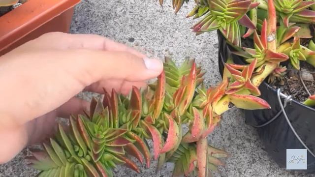 Crassulas Capitella: diferencias cuidados y reproducción 