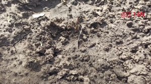 ☘️подсыпаем и поднимаем хосты#хосты#Агротехникахост#PetrNovar#Запорожье