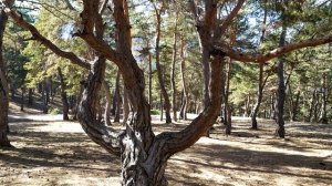 Чудо Ашильтинского леса - дерево как имя Аллаха ! | март 2020, туризм в Дагестане