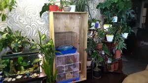 Будни цветочника. Цветы дома.