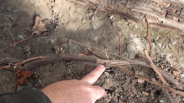 Виноград в октябре Сибирь смотреть онлайн