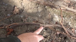 Виноград в октябре Сибирь