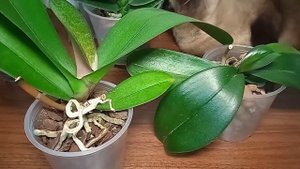 Проверяю сок Алоэ на орхидеях Какой будет результат