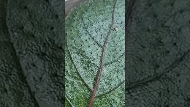 Ivy Red | Strobilanthes | Waffle Plant #shorts