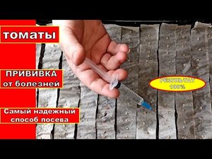 ПОЧЕМУ Я РАНЬШЕ ТАК НЕ СЕЯЛА ТОМАТЫ! ТЕПЕРЬ СЕЮ ПОМИДОРЫ ТОЛЬКО ТАК. БМ