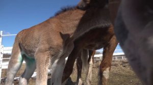 Родился жеребенок от огромной лошади. Что делать.