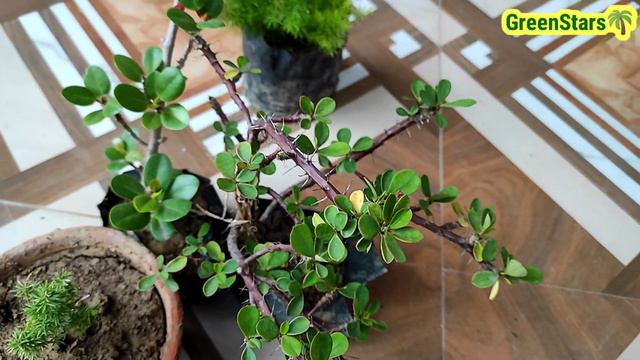 सस्ते पौधे खरीदे, Plant Haul With Name And Price , Plants Purchased, Plants Shopping