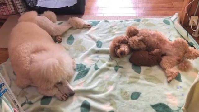 Дружная семья пуделей. Япония A friendly family of poodles.Japan смотреть онлайн