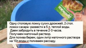 ДРОЖЖЕВАЯ ПОДКОРМКА- ВСЕГДА РАННЕЙ ВЕСНОЙ КОРМЛЮ СВОЮ КЛУБНИКУ.СИЛЬНЫЕ КУСТЫ.УРОЖАЙ НЕРЕАЛЬНЫЙ