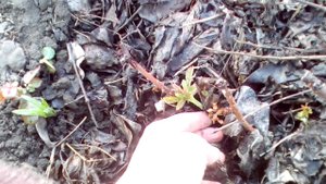 Осеннее черенкование РОЗ