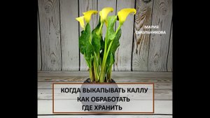 Когда выкапывать каллы.Как обработать.Где хранить.