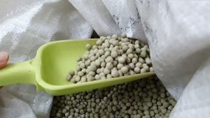 КАК ВЫРАСТИТЬ МИКРОЗЕЛЕНЬ ДОМА ЗА 7 ДНЕЙ