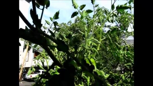 San Marzano Tomato Experience 12jul14 смотреть онлайн