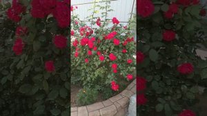 Роза Фламентанц (первое её цветение)