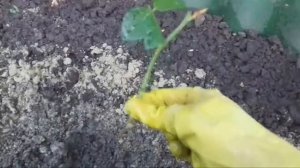 ЧЕРЕНКОВАНИЕ ПЛЕТИСТЫХ РОЗ В ПРЯМОМ ЭФИРЕ.100%ПРИЖИВАЕМОСТЬ.