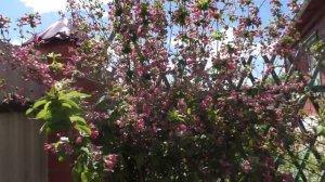 Что растет в моем саду. ВЕЙГЕЛА РОЗОВАЯ