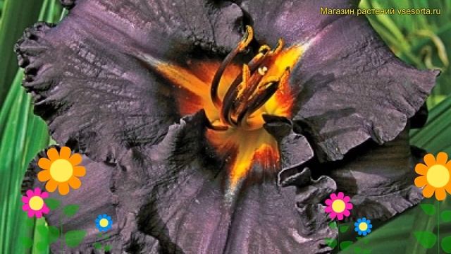 Лилейник гибридный Лонгфилдз Блэк Мэджик. Краткий обзор hemerocallis hybrida Longfields Black Magic смотреть онлайн