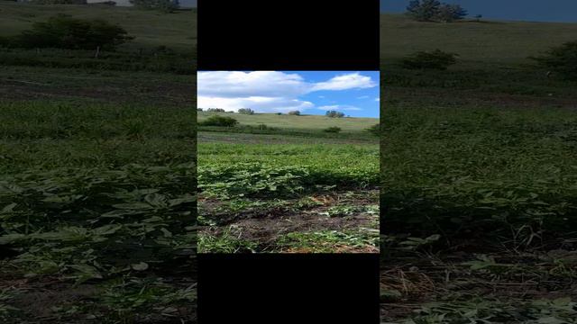 Уборка чеснока