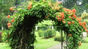 ?Лучшие примеры благоустройства сада / The best ideas for a beautiful garden / A - Video