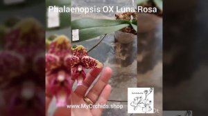 Phalaenopsis OX Luna Rosa