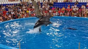 #Адлер Дельфинарий в Сочи Парке