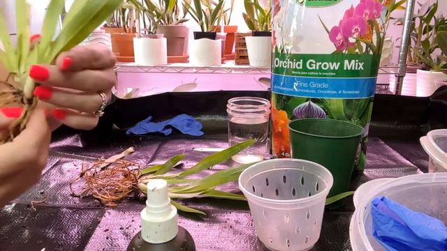 Miltoniopsis Potting Time to get this Miltoniosps potting up done now