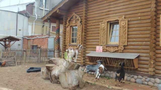 Камерунская коза .
