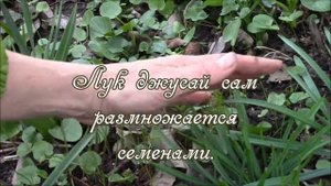 Декоративный лук джусай.  Весной размножаем делением корня.