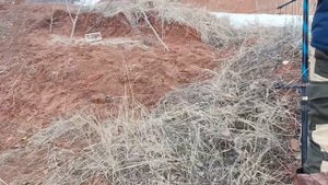 весенняя ловля птиц