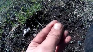 ПОИСК МОНЕТ.КАК ЗАРАБОТАТЬ НА КОПЕ.минелаб X TERRA 705 и катушка снайперка(коп среди снарядов)ч.2