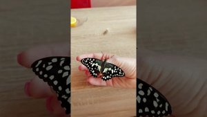 ✌️ ОБЗОР ПОДАРКА ЖИВЫЕ ТРОПИЧЕСКИЕ БАБОЧКИ