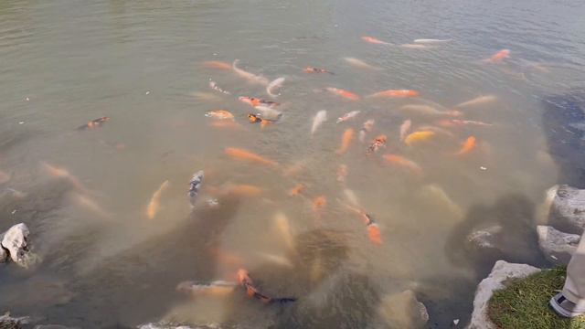 Поездка в кибуц Мааган Михаэль смотреть онлайн