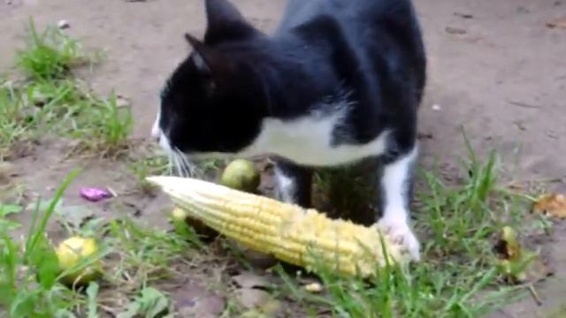 молодая кукуруза 2 смотреть онлайн