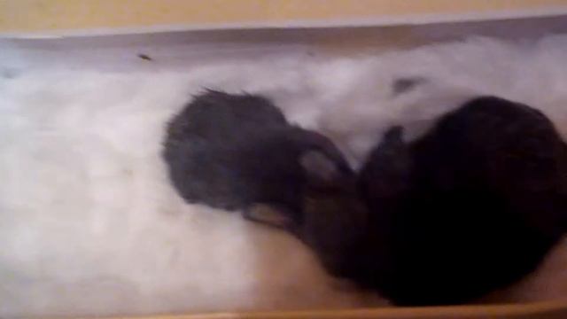 Вскармливание новорожденных крольчат детским питанием Малютка смотреть онлайн