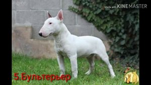 ТОП 10 АГРЕССИВНЫХ ПОРОД СОБАК