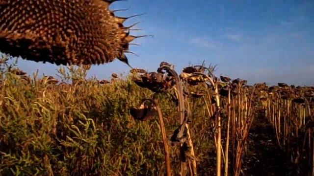 САМВЕЛ АДАМЯН ИРА ПОКАЗАЛА КАКОЙ STРАSHНОЙ БЫЛА. ЧТО ПРОИЗОШЛО смотреть онлайн