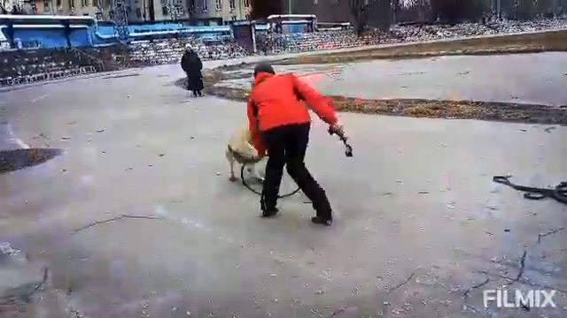 Учим собаку прыгать в обруч смотреть онлайн