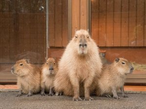 Интересные факты для детей / Звуки и разговор капибара для развития детей