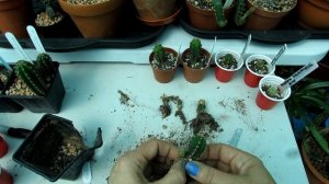 Potting up Trichocereus San Pedro Cactus Hybrid Seedlings - Pricking out & Planting & Tips.