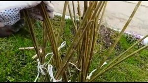 Плетёное дерево из ивы. Пальма из Ивы.