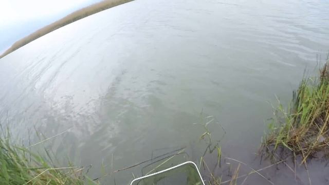 Весенняя ловля , крупного карася и белой рыбы на фидер !! смотреть онлайн